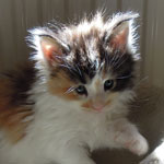 Kociak Maine Coon