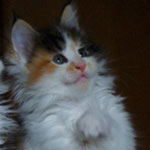 Kociak Maine Coon