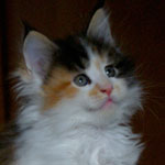 Kociak Maine Coon