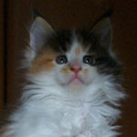 Kociak Maine Coon