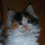 Kociak Maine Coon