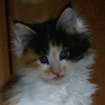 Kociak Maine Coon