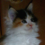 Kociak Maine Coon
