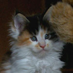 Kociak Maine Coon