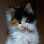 Kociak Maine Coon
