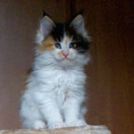 Kociak Maine Coon