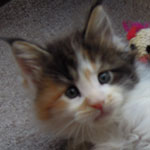 Kociak Maine Coon