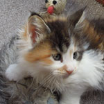 Kociak Maine Coon