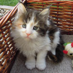Kociak Maine Coon