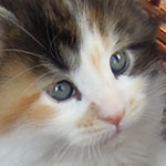 Kociak Maine Coon
