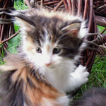 Kociak Maine Coon