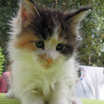 Kociak Maine Coon