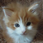 Mały Felix - Maine Coon