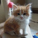 Kociak Maine Coon
