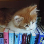 Kociak Maine Coon