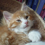 Mała Figa - Maine Coon