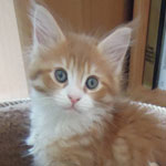 Mała Figa - Maine Coon