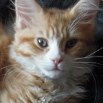 Mała Figa - Maine Coon