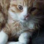 Mała Figa - Maine Coon