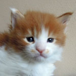 Kociak Maine Coon