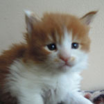 Kociak Maine Coon