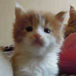 Kociak Maine Coon