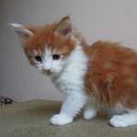 Kociak Maine Coon