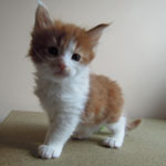 Kociak Maine Coon