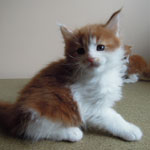 Kociak Maine Coon