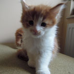 Kociak Maine Coon