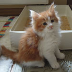 Kociak Maine Coon
