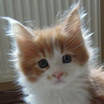 Mały Figiel - Maine Coon