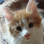 Kociak Maine Coon