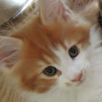 Kociak Maine Coon