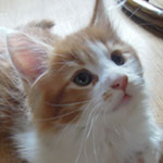 Kociak Maine Coon