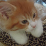 Kociak Maine Coon