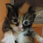 Kociak Maine Coon