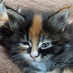 Kociak Maine Coon