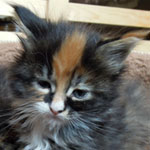 Kociak Maine Coon