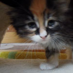 Kociak Maine Coon