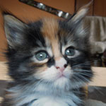 Kociak Maine Coon