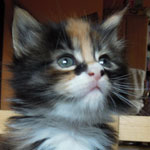 Kociak Maine Coon