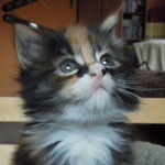 Kociak Maine Coon
