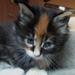 Kociak Maine Coon