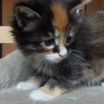 Kociak Maine Coon