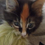 Kociak Maine Coon
