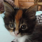 Kociak Maine Coon