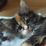 Kociak Maine Coon