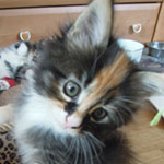 Kociak Maine Coon