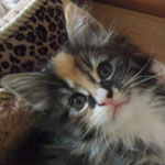 Kociak Maine Coon